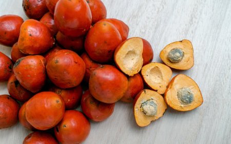 Project Report on Requirements and Cost for Setting up a Areca Nut Processing Plant