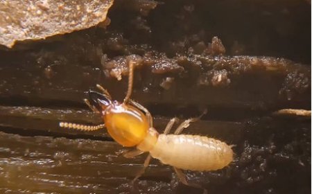 Mosquito and Fly Control: Effective Solutions for a Healthier, Pest-Free Environment