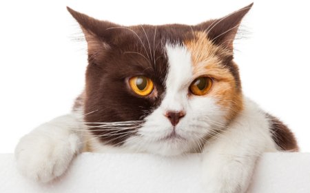 Grooming Station San Diego: Best Dog & Cat Grooming Services in One Place