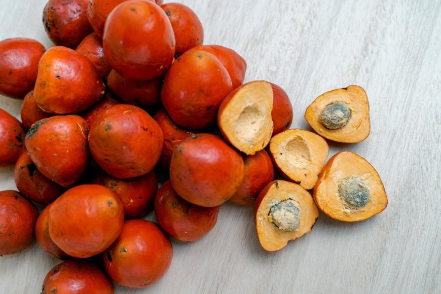 Project Report on Requirements and Cost for Setting up a Areca Nut Processing Plant