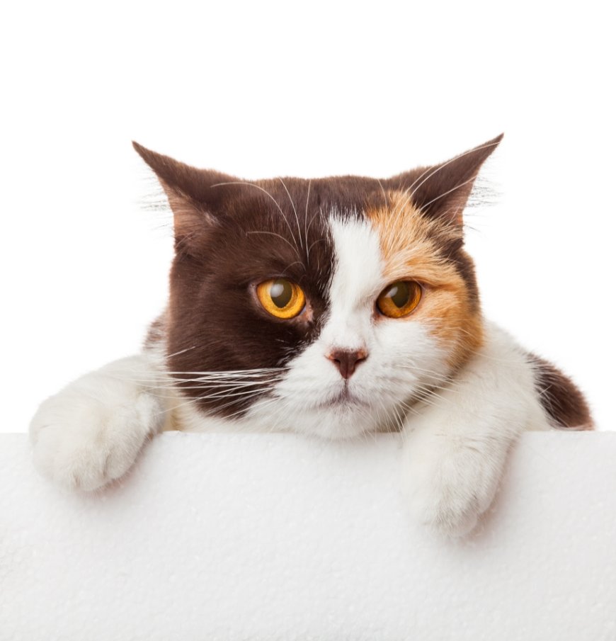 Grooming Station San Diego: Best Dog & Cat Grooming Services in One Place