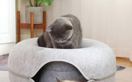 Why Every Cat Parent Is Obsessed With the Cat Tunnel Bed (Especially the Donut Tunnel Type!)