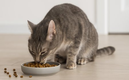 What Dry Cat Food Is Best? A Comprehensive Guide for Pet Parents