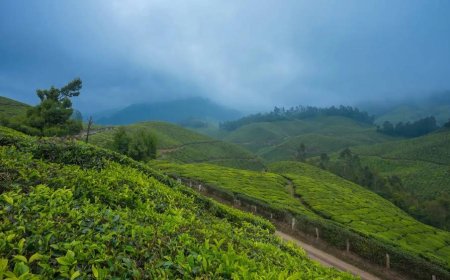 Munnar Moments: Capturing the Heart of Kerala’s Hill Station