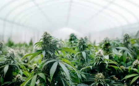 The Ultimate Guide to Using the Best Trellis for Cannabis in Modern Cultivation