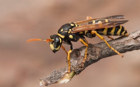 Stinging Invasion: Why Top Wasp Control in Vaughan Is a Must for Every Homeowner