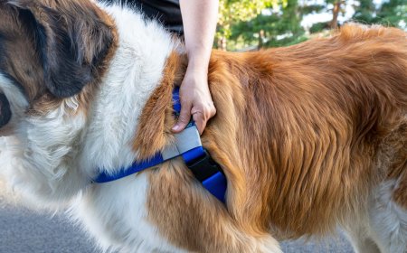 Get Secure & Comfy Harnesses for Your Dog at HugeHounds