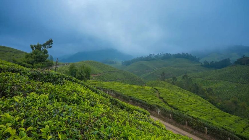Munnar Moments: Capturing the Heart of Kerala’s Hill Station