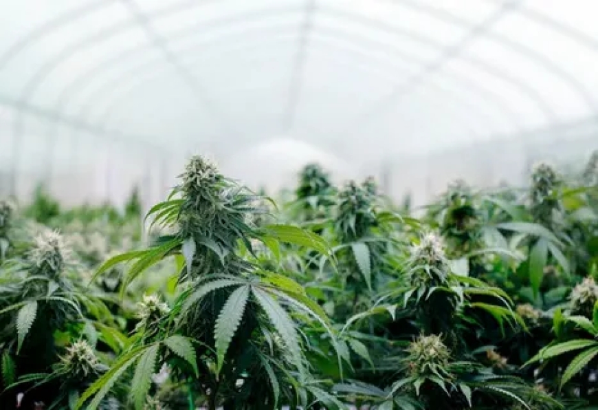 The Ultimate Guide to Using the Best Trellis for Cannabis in Modern Cultivation