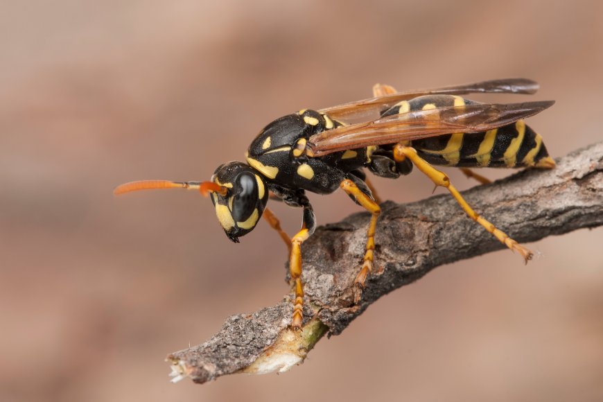Stinging Invasion: Why Top Wasp Control in Vaughan Is a Must for Every Homeowner