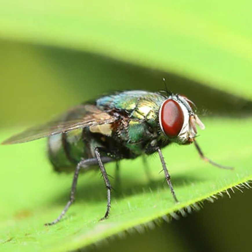 Why Flies Are Worse Indoors During Dubai's Summer—and How to Prevent Them