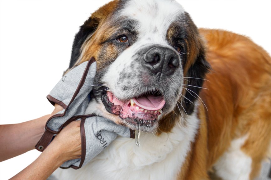 HugeHounds: A Dog Owner’s Best Friend for Drool Catchers